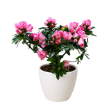 Azalea (Rhododendron)