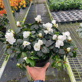 Azalea (Rhododendron)