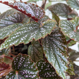 Begonia 'Corallina'