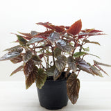 Begonia 'Corallina'