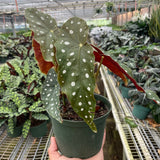 Begonia 'Maculata'