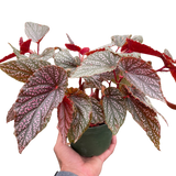 Begonia Pink Angel Wing