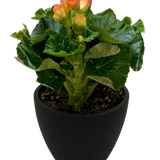 Begonia 'Reiger'