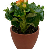 Begonia 'Reiger'