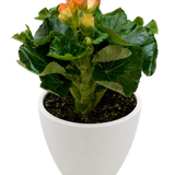 Begonia 'Reiger'