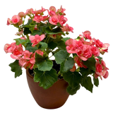 Begonia 'Reiger'