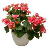 Begonia 'Reiger'