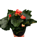 Begonia 'Reiger'