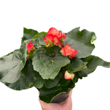 Begonia 'Reiger'