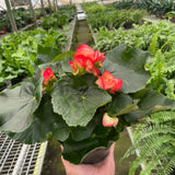 Begonia 'Reiger'