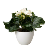 Begonia 'Reiger'