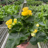 Begonia 'Reiger'