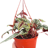 Begonia Rex Vine - 6" Pot