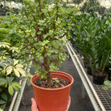Bonsai Jade Dwarf Green