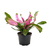 Bromeliad 'Donna'