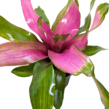 Bromeliad 'Donna'