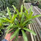 Bromeliad 'Fireball'