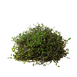 Calasia repens