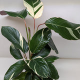 Calathea 'Princess Dalya'