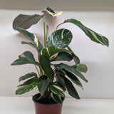 Calathea 'Princess Dalya'