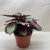 Calathea roseopicta 'Silvia'