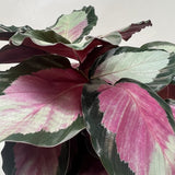 Calathea roseopicta 'Silvia'