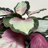 Calathea roseopicta 'Silvia'