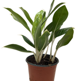Chinese Evergreen 'Snow Cap'