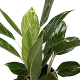 Chinese Evergreen 'Snow Cap'