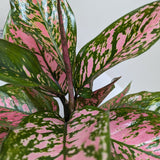Chinese Evergreen 'Wishes'