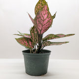 Chinese Evergreen 'Wishes'