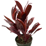 Cordyline 'Reina del Calipso'