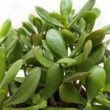 Crassula suculenta 'Jade'