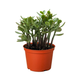 Crassula suculenta 'Jade'
