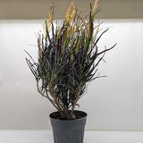 Croton 'Picasso'