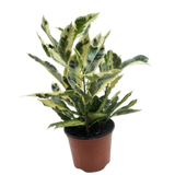 Croton 'Tamara'