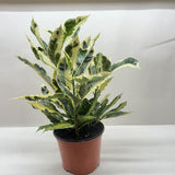 Croton 'Tamara'