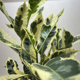 Croton 'Tamara'