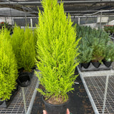 Cypress Lemon
