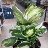Dieffenbachia 'Cool Beauty'