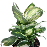 Dieffenbachia 'Cool Beauty'