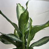 Dieffenbachia Panther
