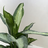 Dieffenbachia Panther