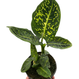 Dieffenbachia 'Reflector' 