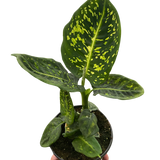 Dieffenbachia 'Reflector'