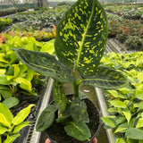 Dieffenbachia 'Reflector' 