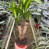 Dracaena Massangeana