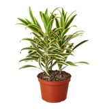 Dracaena 'Song of India' - 6" Pot - NURSERY POT ONLY