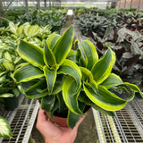 Dracaena 'Tornado'