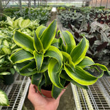 Dracaena 'Tornado'